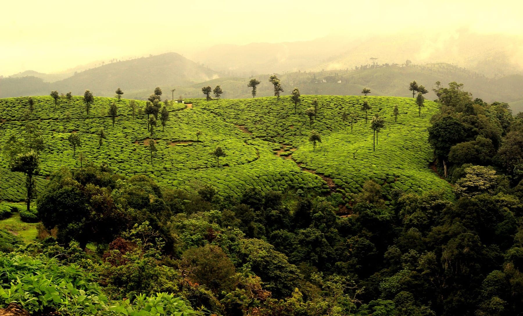 Valparai One-Day Taxi Trip — Sashvika Cabs